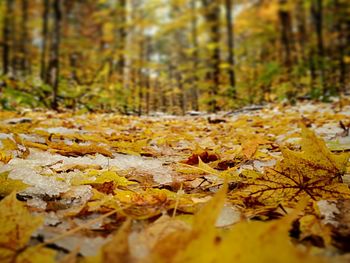 Autumn leaves fallen in forest