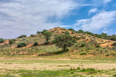 Trees on field against sky