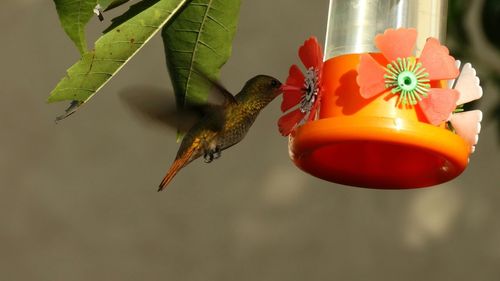 Close-up of bird flying