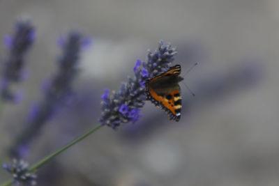 Close-up of butterfly on purple flower