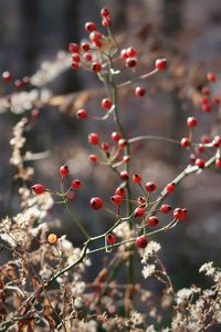 Close-up of berries growing on tree