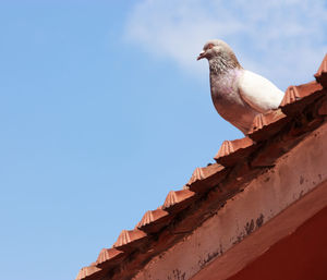 Low angle view of bird perching on roof against sky