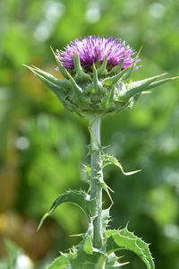 Close-up of thistle flower