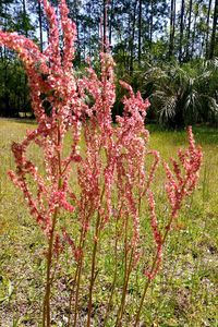 Pink flowers blooming on tree