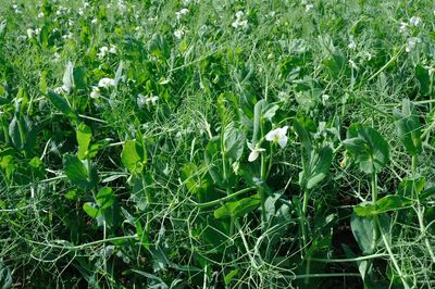 Full frame shot of flowering plants on field