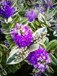 Close-up of purple flowers blooming outdoors