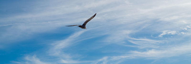 Low angle view of seagull flying against sky