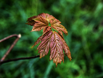 Close-up of wilted flower