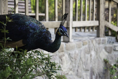 Close-up of a bird