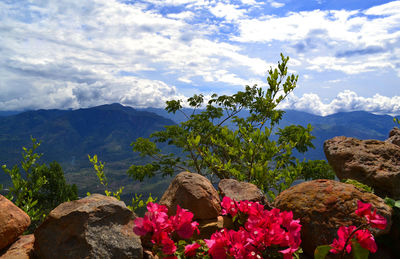 Flowering plants by rocks against sky