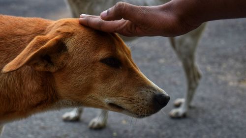 Close-up of hand holding dog