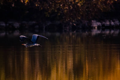 Bird flying over lake