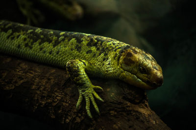 Close-up of a lizard on tree