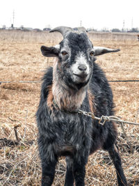 Portrait of goat standing on field