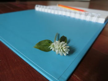 High angle view of flower on table