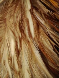 Full frame shot of brown feathers