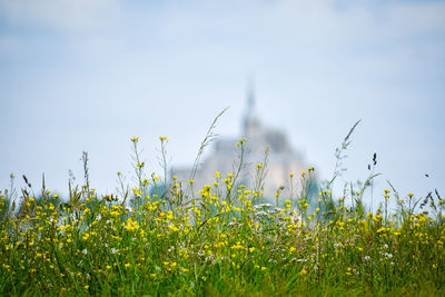 Flowers in the foreground with defocused silhouette of mont saint michel