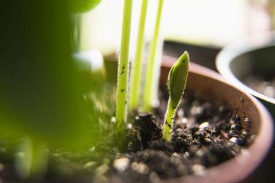 Close-up of plant