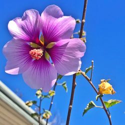 Close-up of pink flowering plant against blue sky