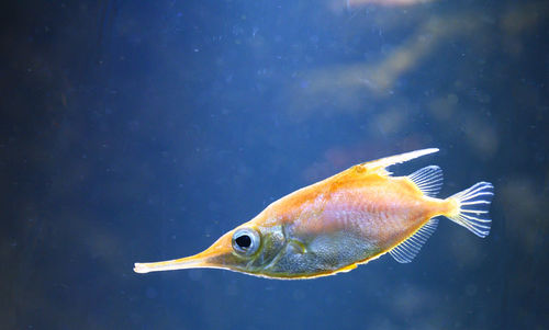 Close-up of fish swimming in sea