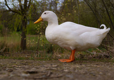 Close-up low level view of aylesbury pekin peking american domestic duck ducks swimming in lake