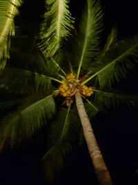 Close-up of palm tree against sky at night