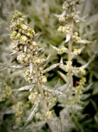 Close-up of white flowers