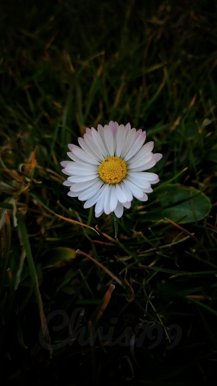 CLOSE-UP OF WHITE DAISY FLOWER GROWING ON FIELD