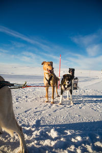 A beautiful six dog team pulling a sled in beautiful norway morning scenery. 