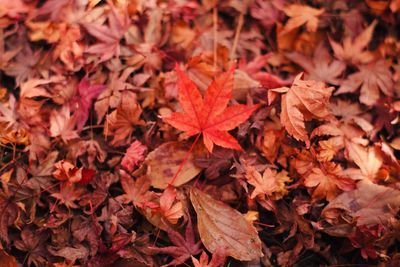 Full frame shot of autumnal leaves