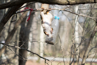 Close-up of bird perching on tree