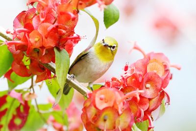 Close-up of bird perching on flower