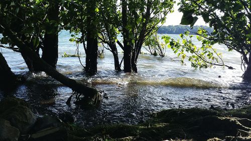 Trees in a river