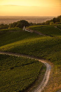 Scenic view of agricultural field against sky during sunset