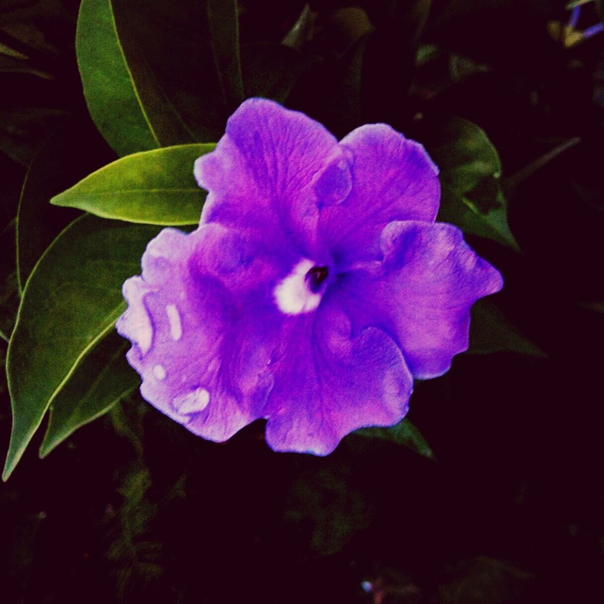 flower, petal, freshness, flower head, fragility, growth, beauty in nature, close-up, purple, nature, blooming, single flower, plant, leaf, in bloom, focus on foreground, pink color, blossom, no people, outdoors