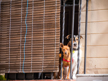 Low angle portrait of dogs standing at balcony