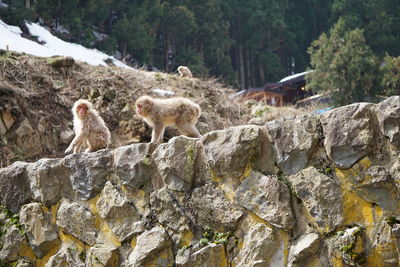 Monkeys on a rock