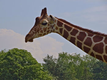 Low angle view of giraffe against sky