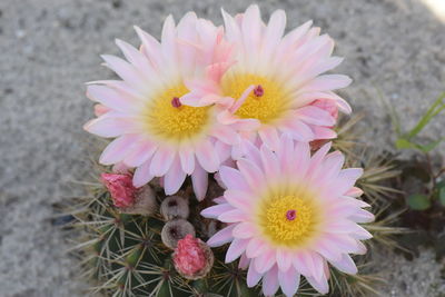 High angle view of pink flower