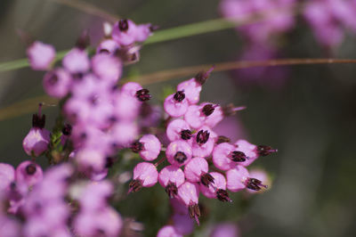 Close-up of pink flowering plant