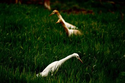 View of a bird on field