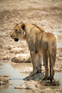 Lion stands on stepping stones turning head