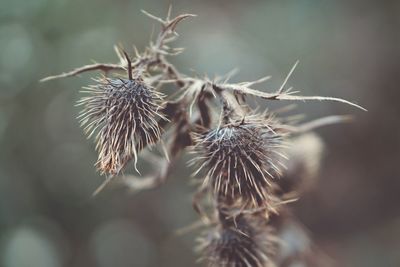 Close-up of wilted thistle