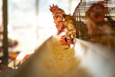 Close-up of chickens peeking through the cage, eating food in a farm