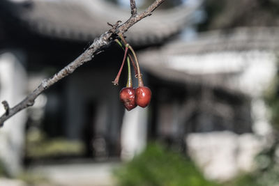 Close-up of red berries on twig