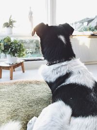 Dog sitting at home