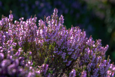 Close-up of purple flowering plants on field