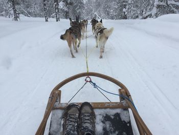 Dogs pulling sleigh on snowy field