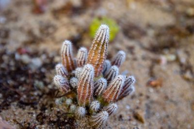 Close-up of dead plant in sea