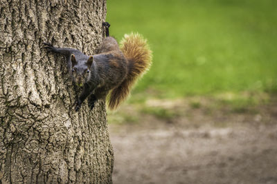 Two colored squirrel jumping on the tree trunk